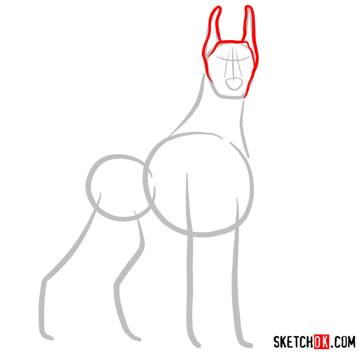 How to draw the Dobermann dog - step 02