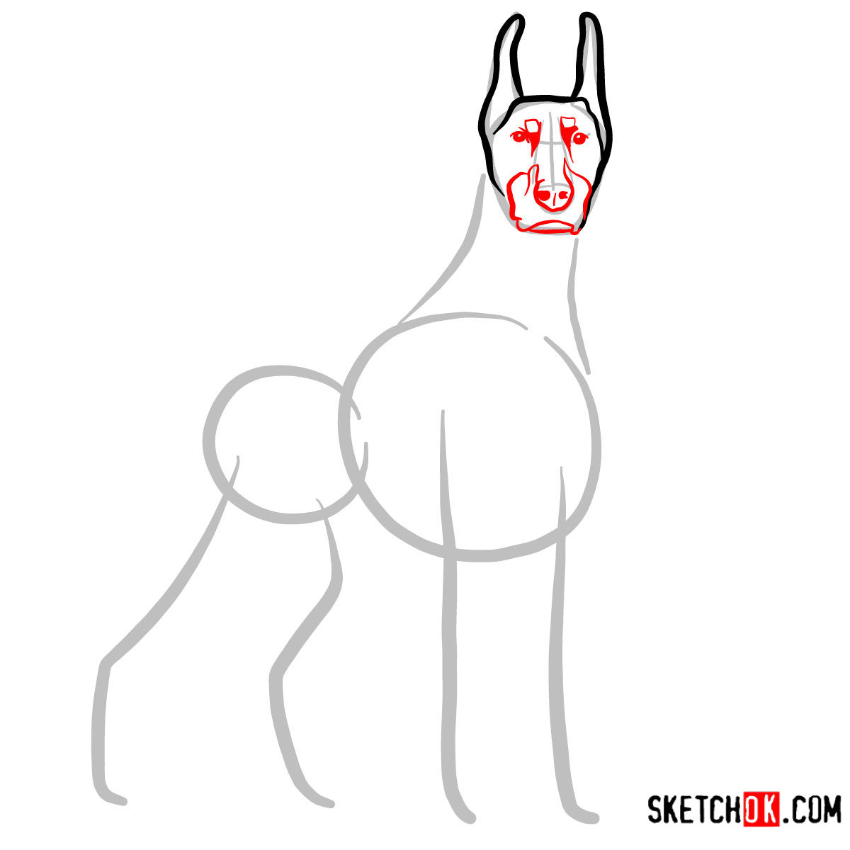 How to draw the Dobermann dog - step 03