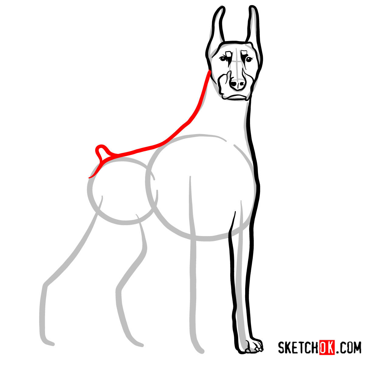 How to draw the Dobermann dog - step 05