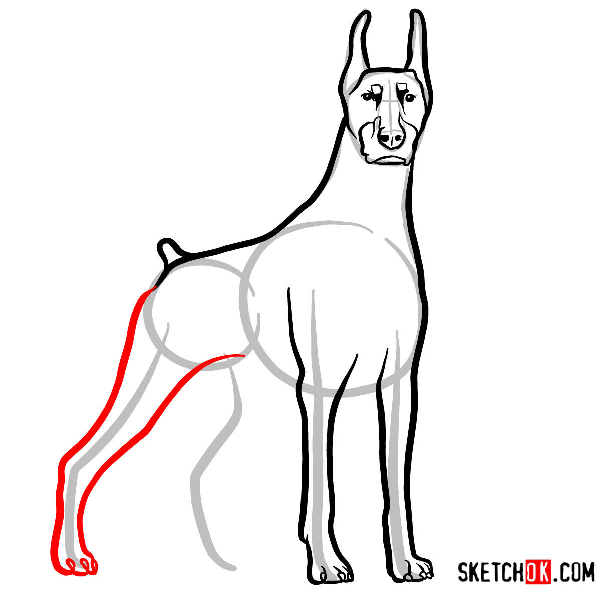 How to draw the Dobermann dog - step 07