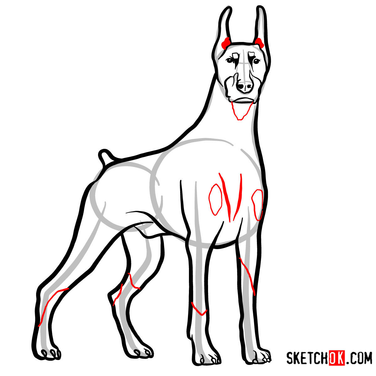 How to draw the Dobermann dog - step 10