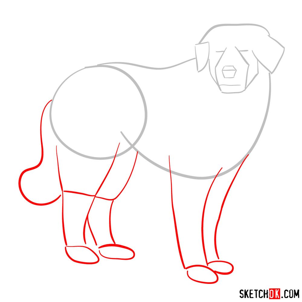 How to draw a Great Pyrenees - step 03