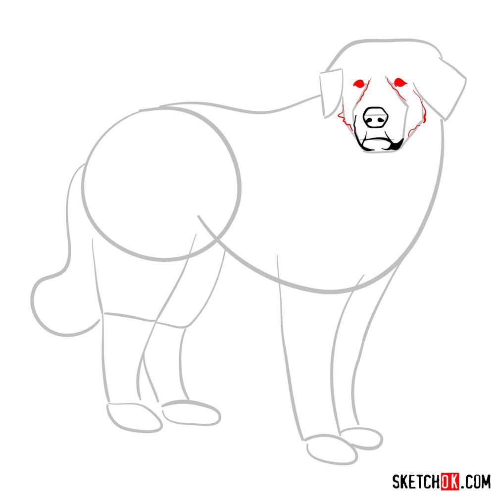 How to draw a Great Pyrenees - step 05