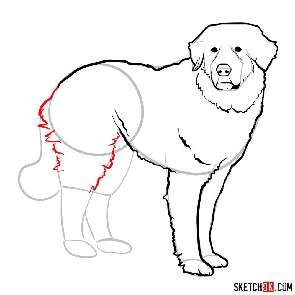 How to draw a Great Pyrenees dog Sketchok easy drawing guides