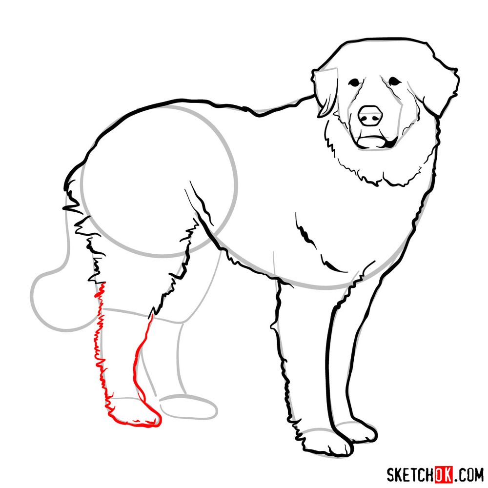 How to draw a Great Pyrenees - step 11