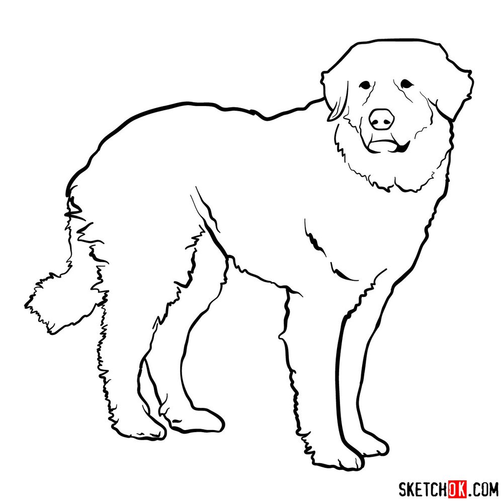 How to draw a Great Pyrenees dog Sketchok easy drawing guides
