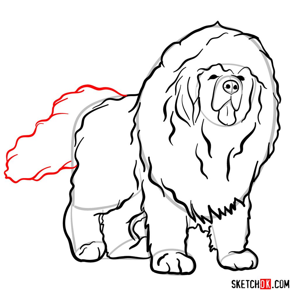 How to draw a Tibetan mastiff - step 11