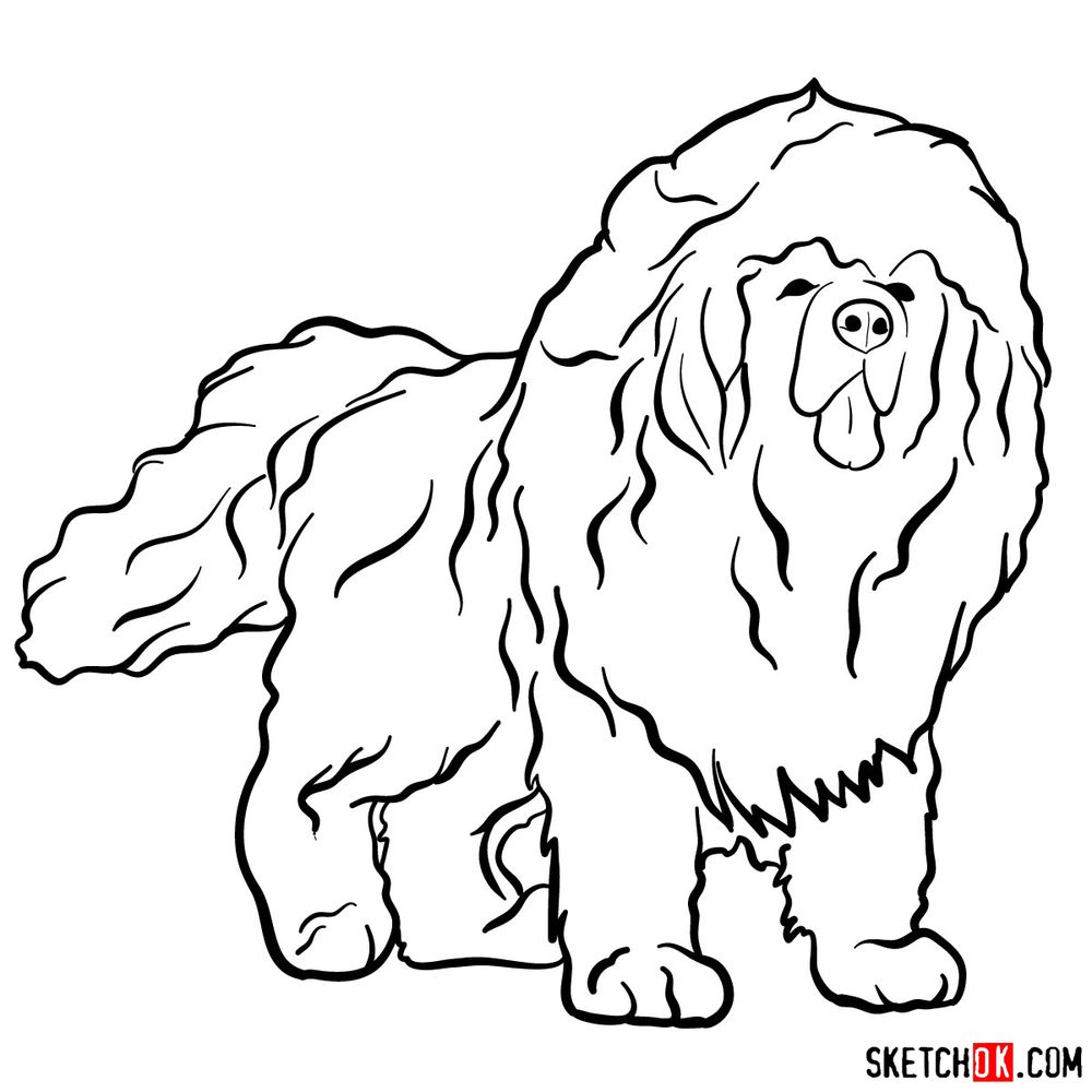 How to draw a Tibetan mastiff