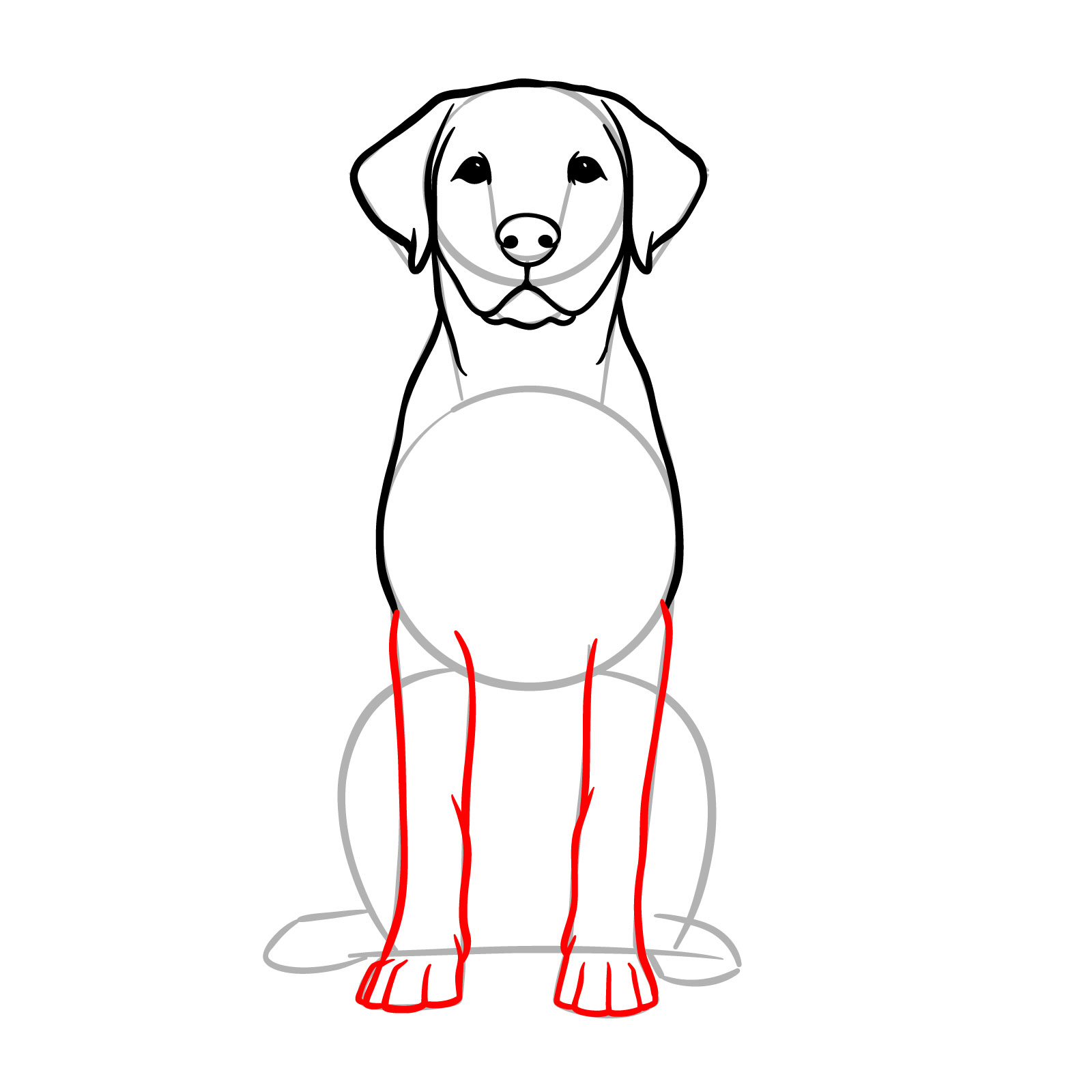 Drawing a sitting dog front view step 10 - detailing the front legs and paws with section divisions