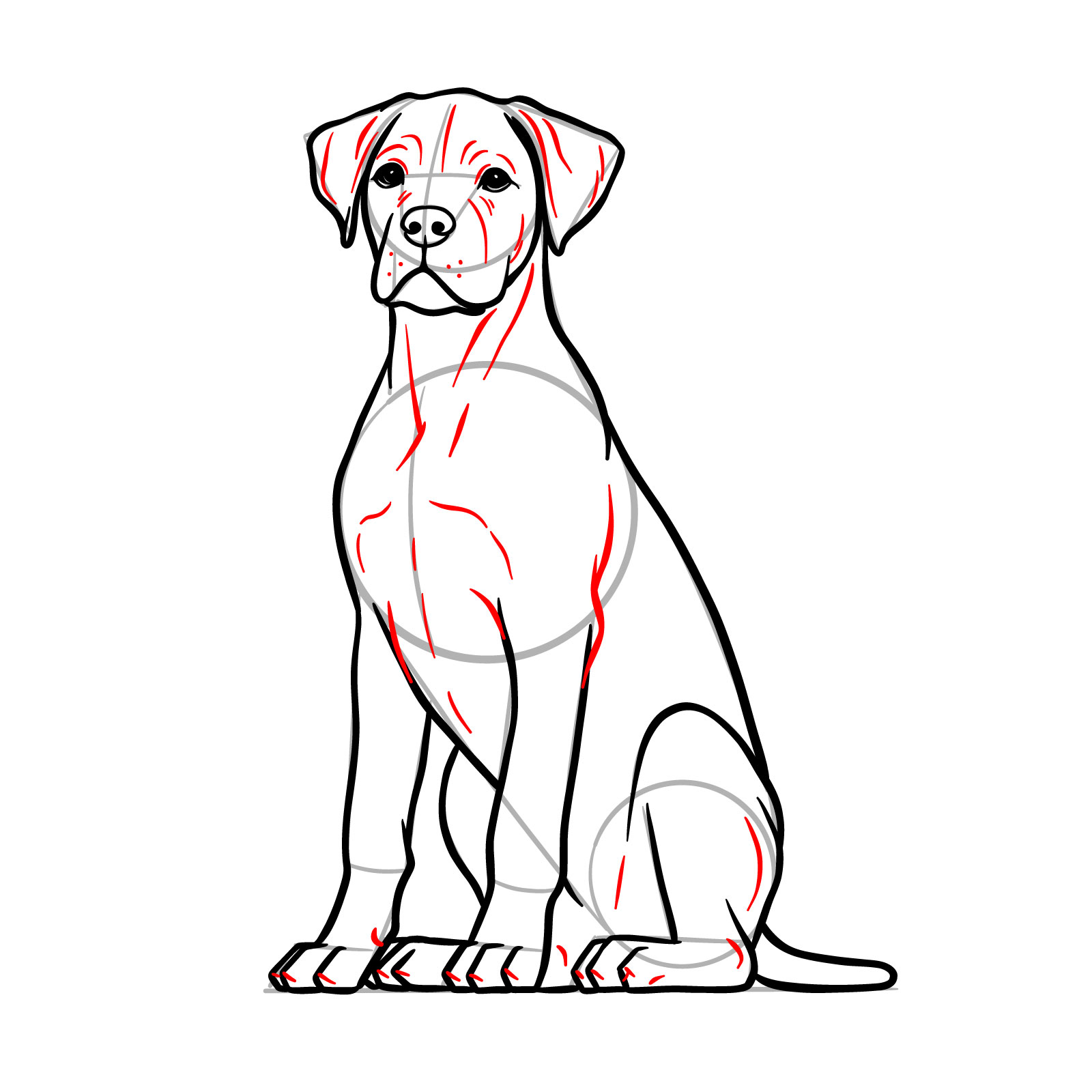 Drawing a sitting dog three-quarter view step 16 - adding whisker marks, folds, and muscle contours on the ears, face, neck, and legs, along with claw details on the paws