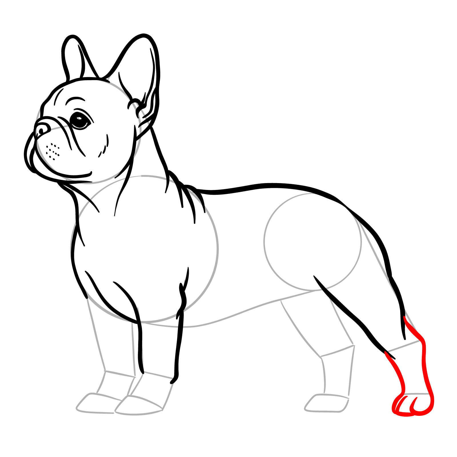 French Bulldog Drawing, completing the hind leg and dividing the paw into segments