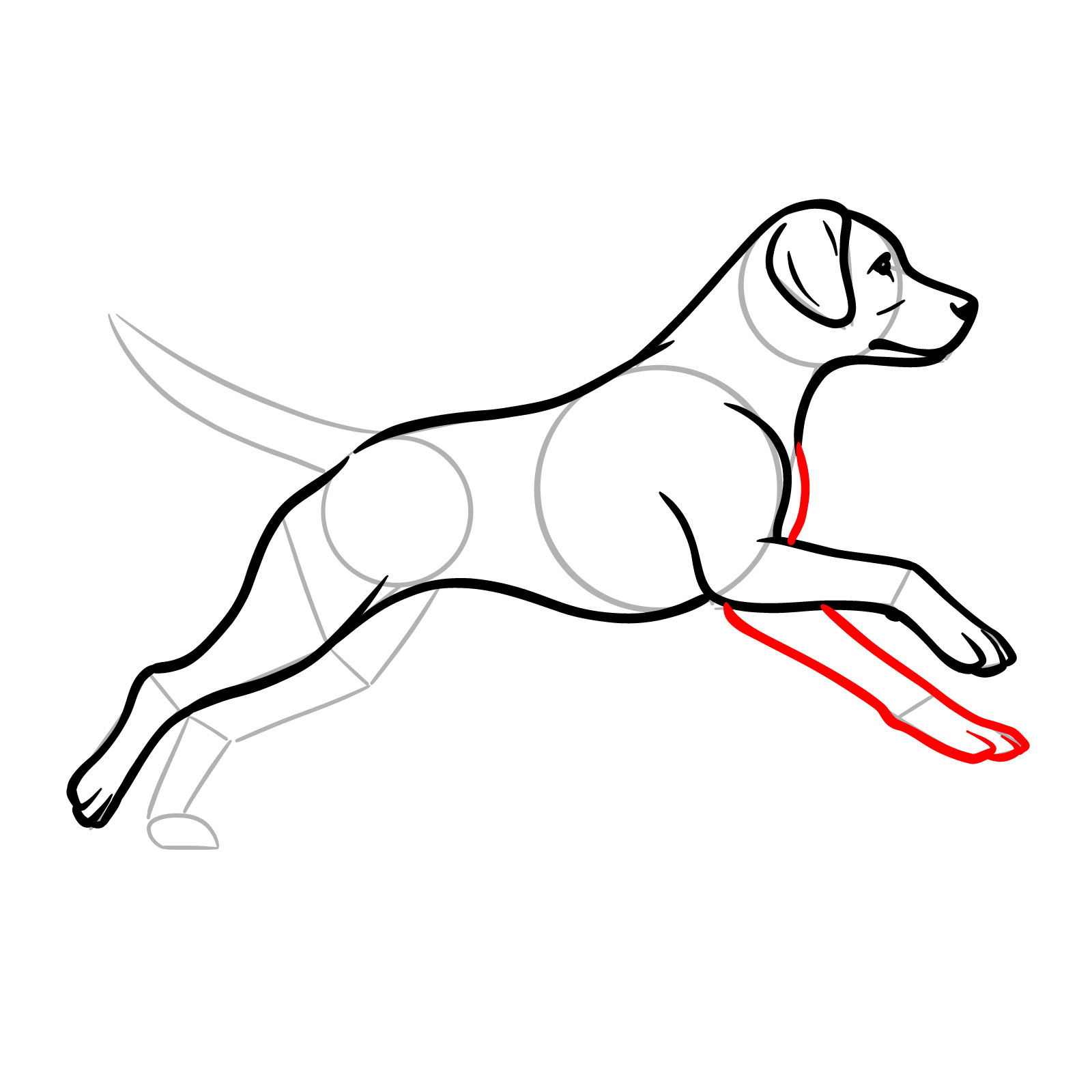 How to draw a running dog, step 11, adding the second front leg and visible chest area