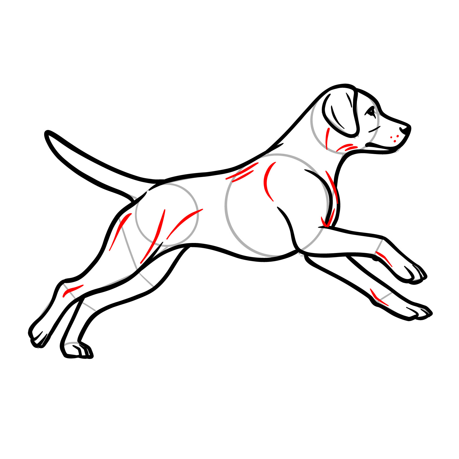 How to draw a running dog, step 14, adding body folds, muscles, and whisker marks