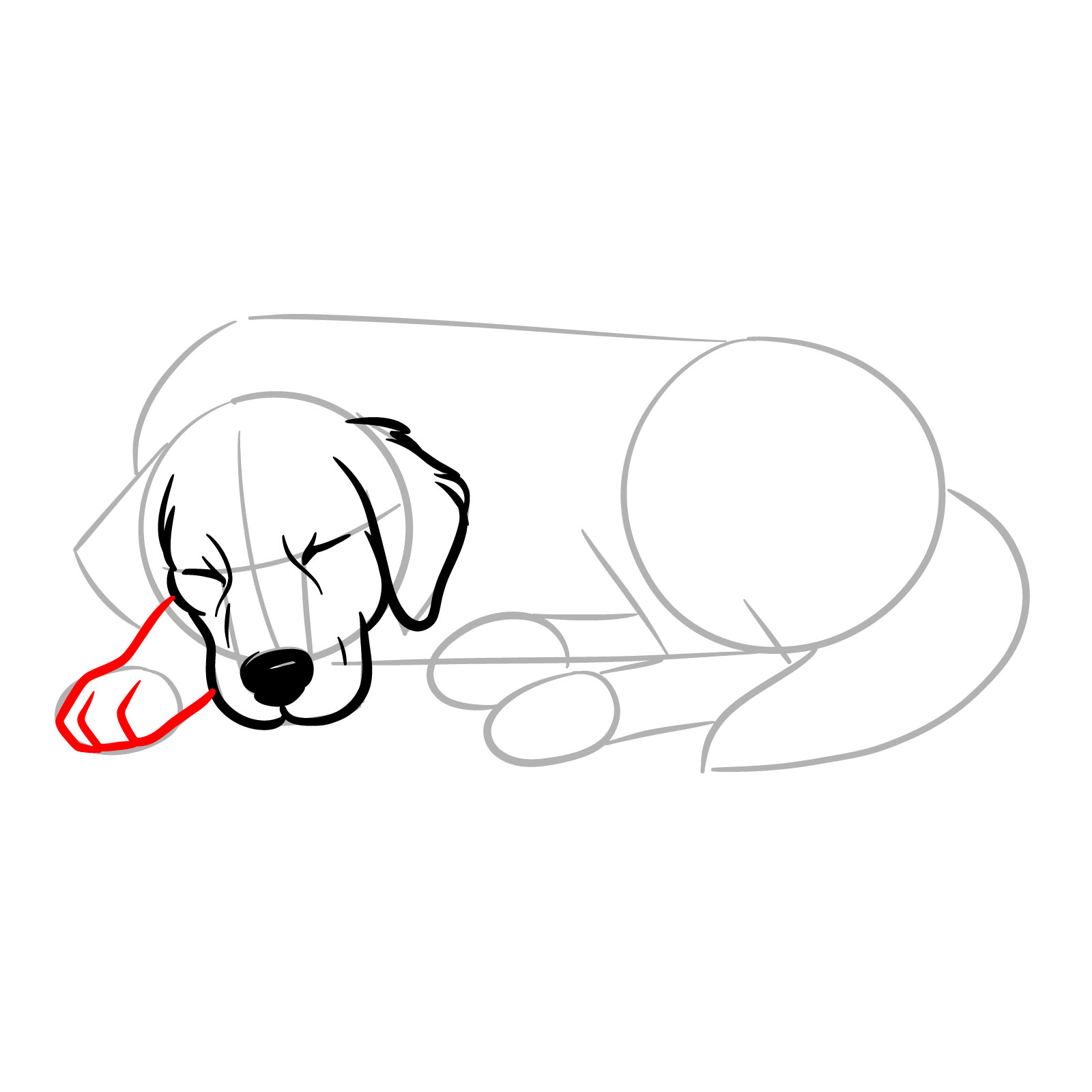 How to draw a sleeping dog, step 7, drawing the first leg under the head