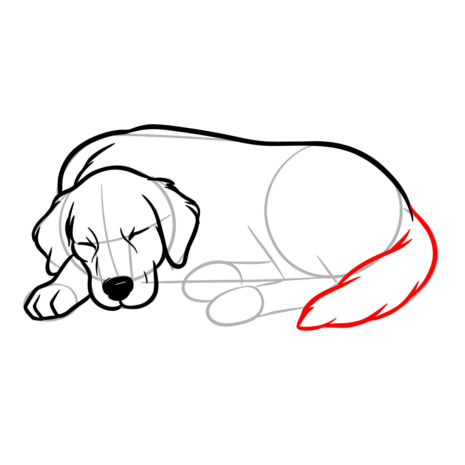 How to draw a sleeping dog, step 10, outline the tail