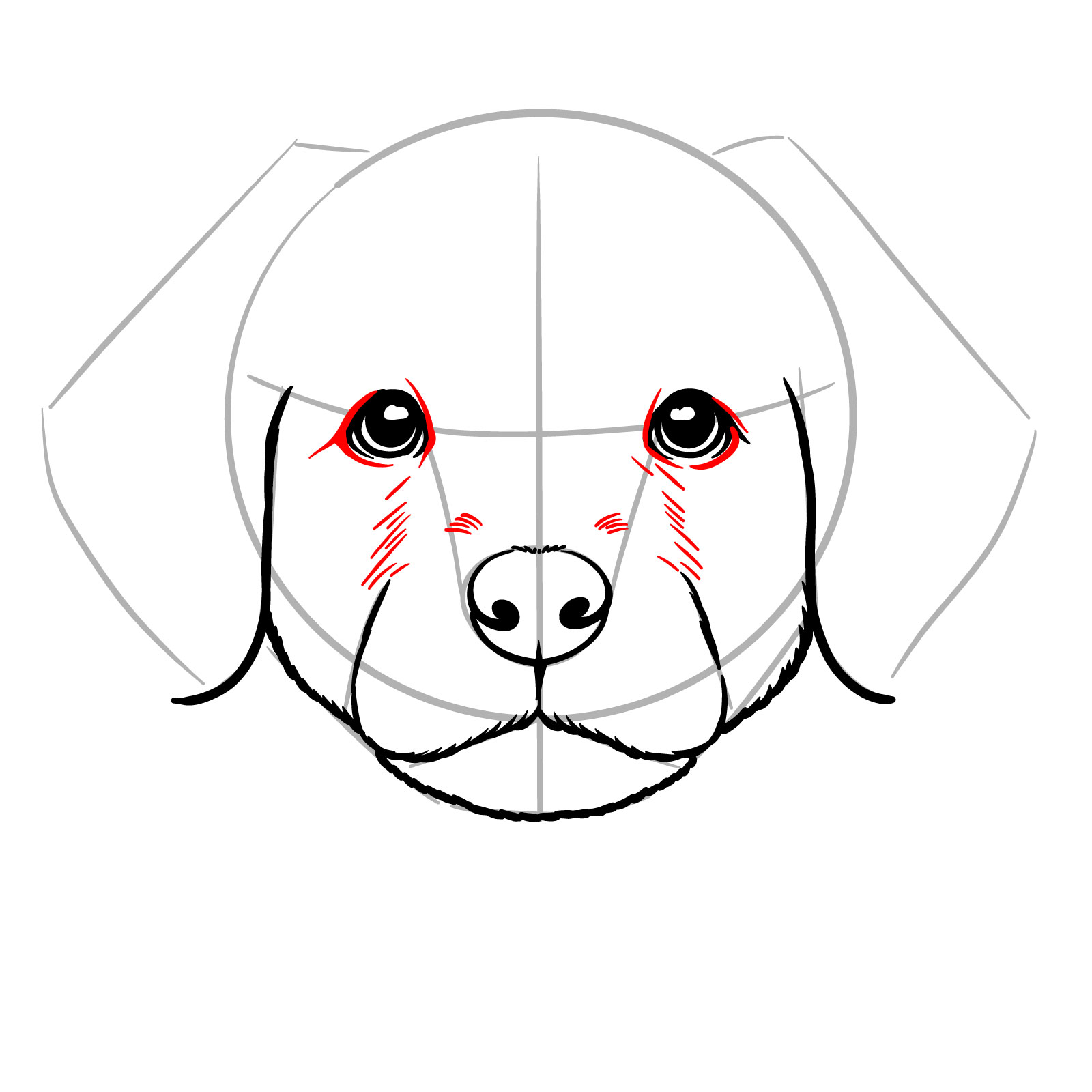 How to Draw a Puppy’s Face Front View - step 11