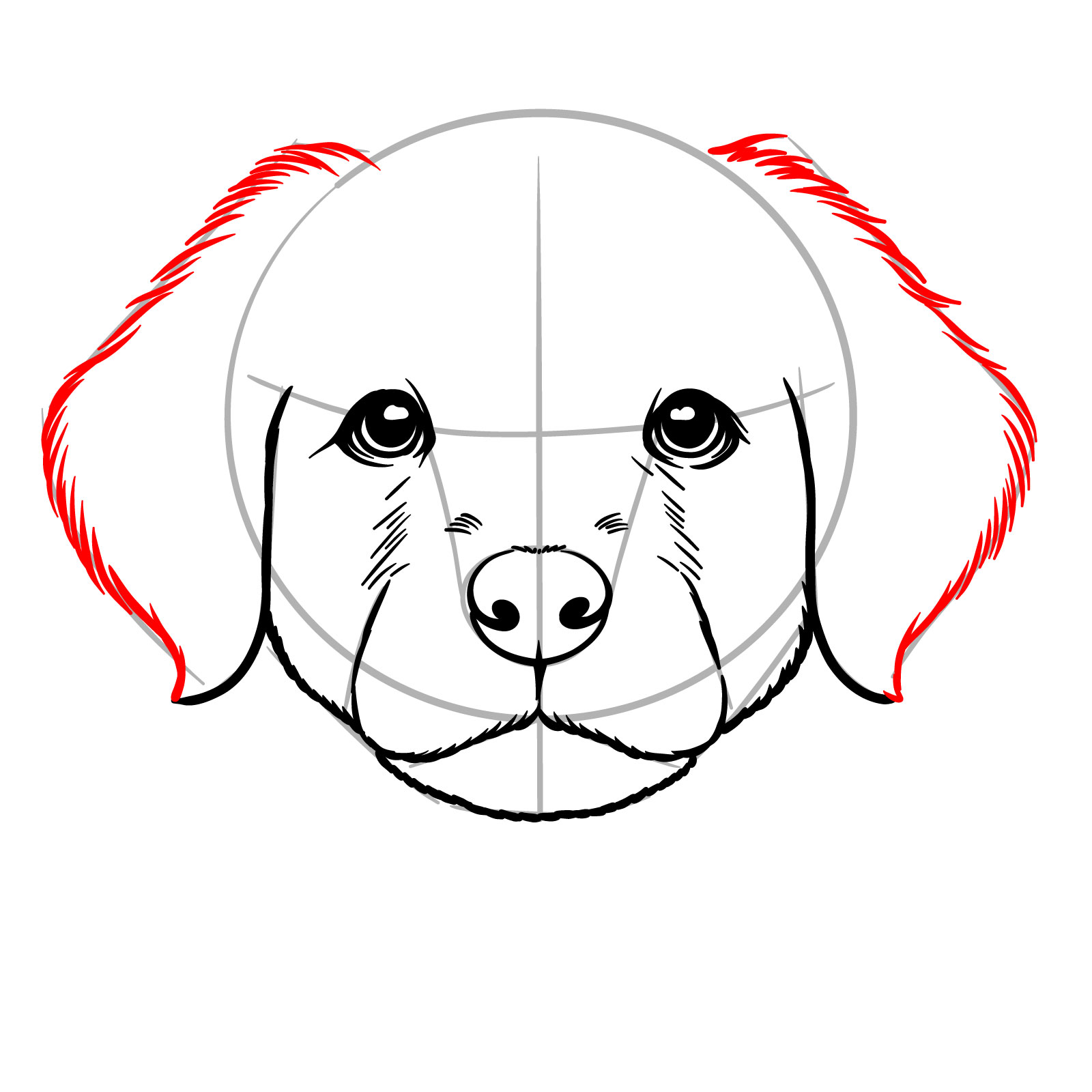 How to Draw a Puppy’s Face Front View - step 12