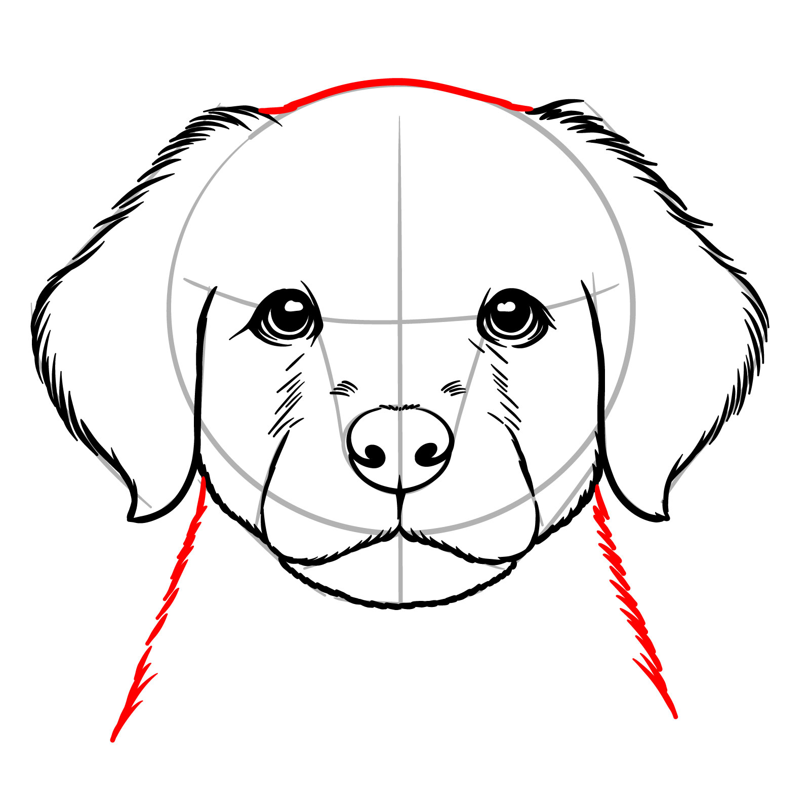 How to Draw a Puppy’s Face Front View - step 13