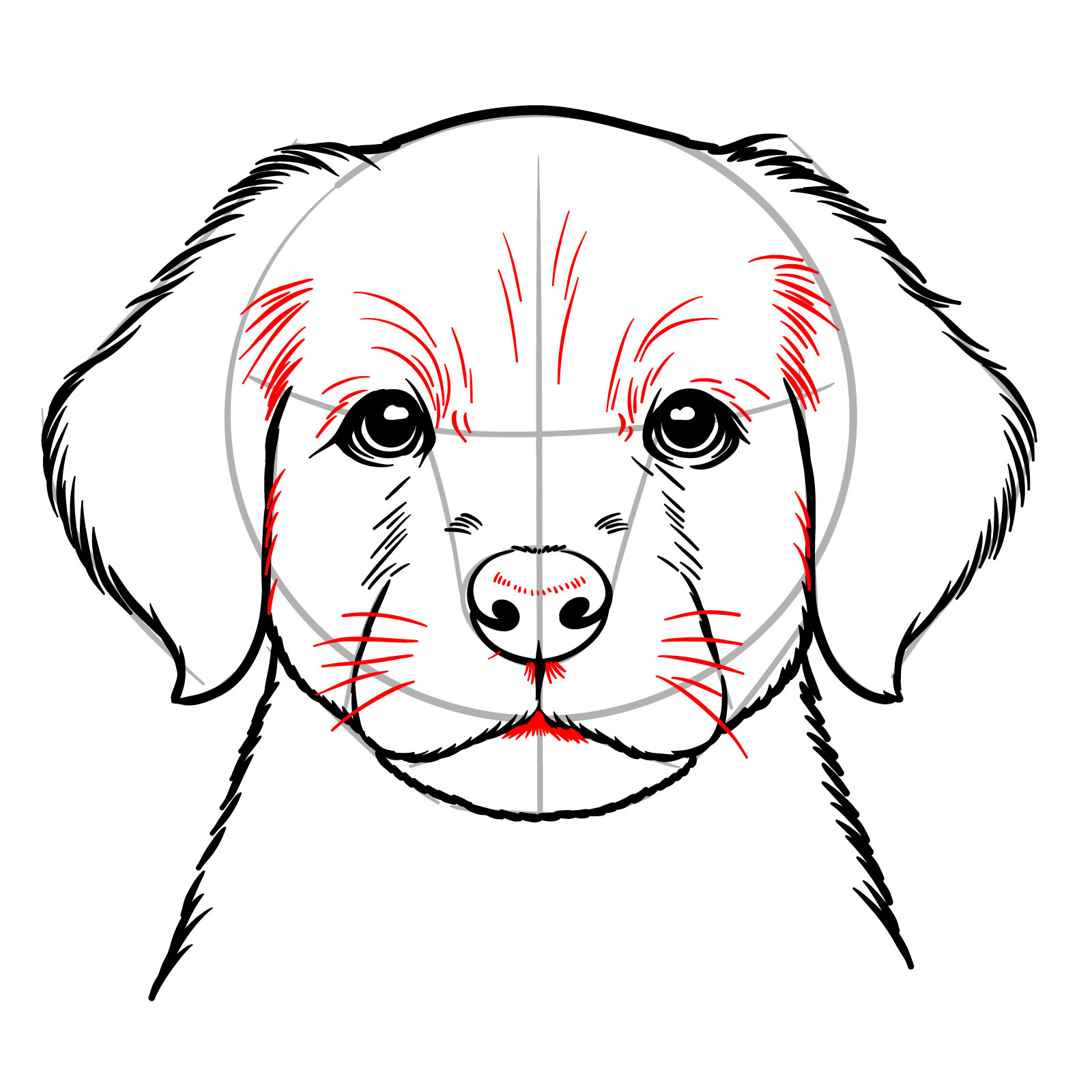 How to Draw a Puppy’s Face Front View - step 14