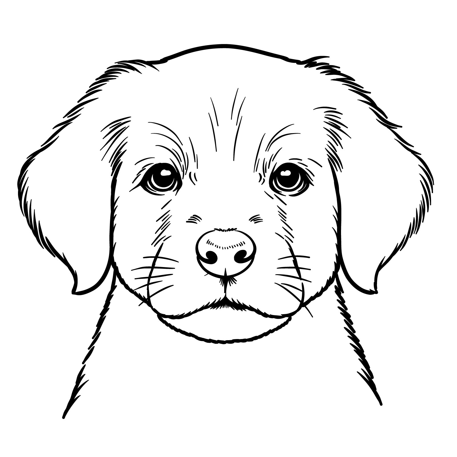 How to Draw a Puppy’s Face Front View - final step