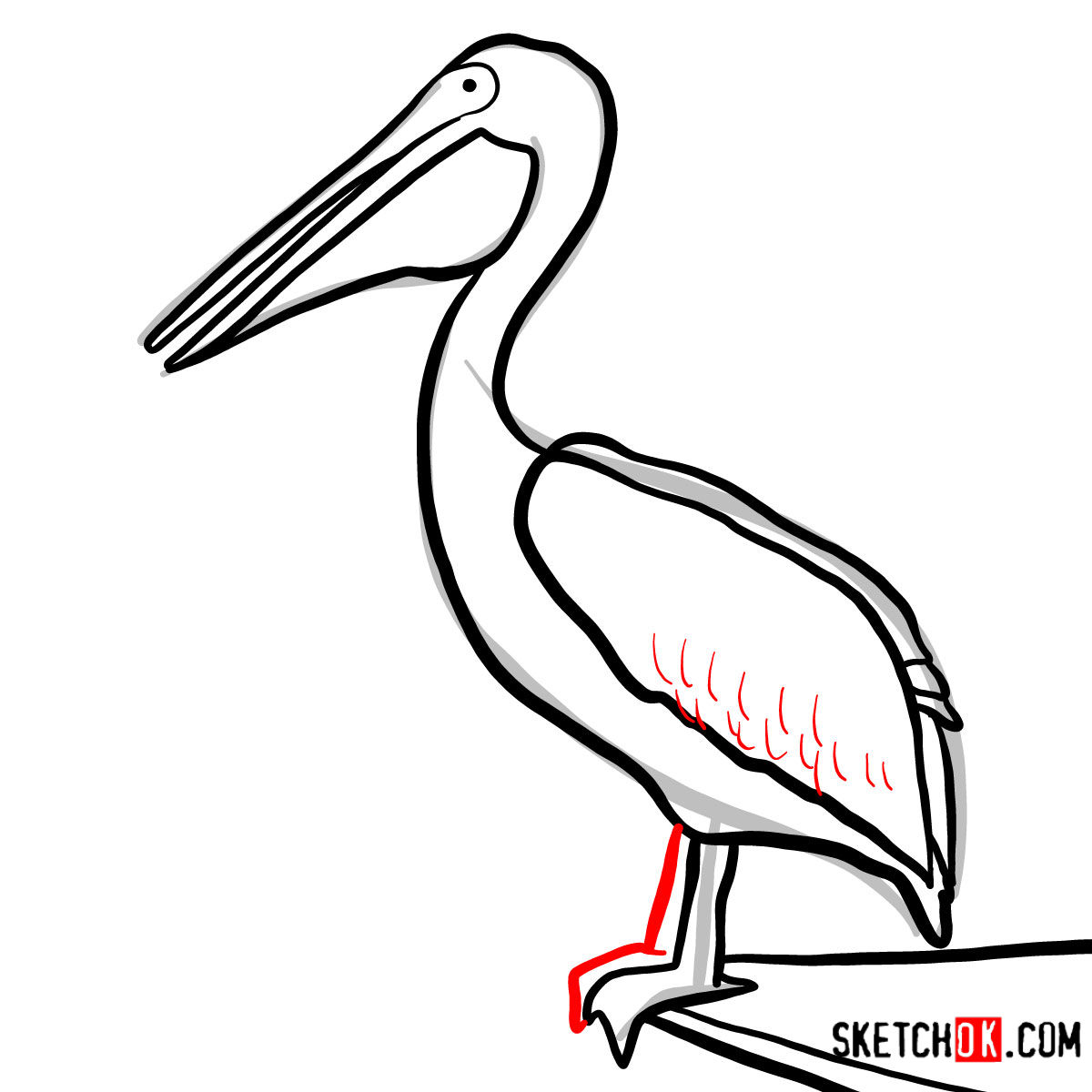 How to draw a Pelican | Birds - step 08