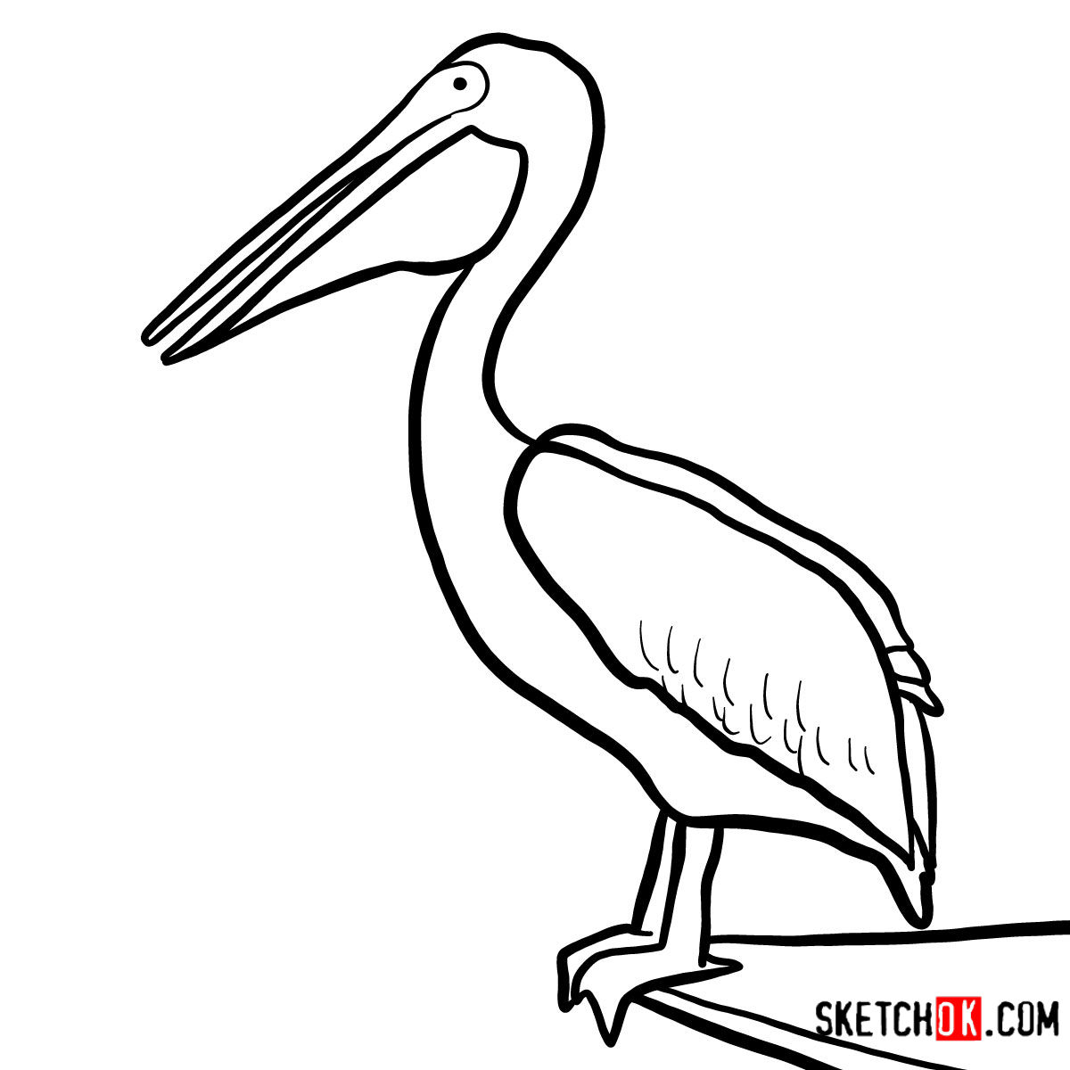 How to draw a Pelican Birds Sketchok easy drawing guides