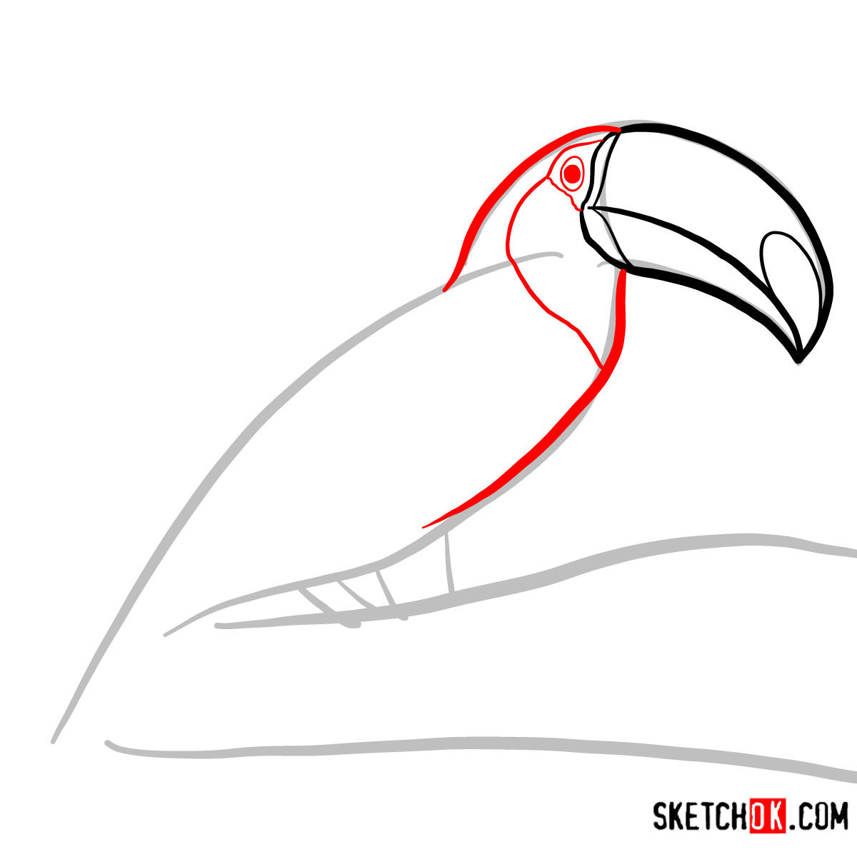 How to draw a Toucan | Birds - step 03