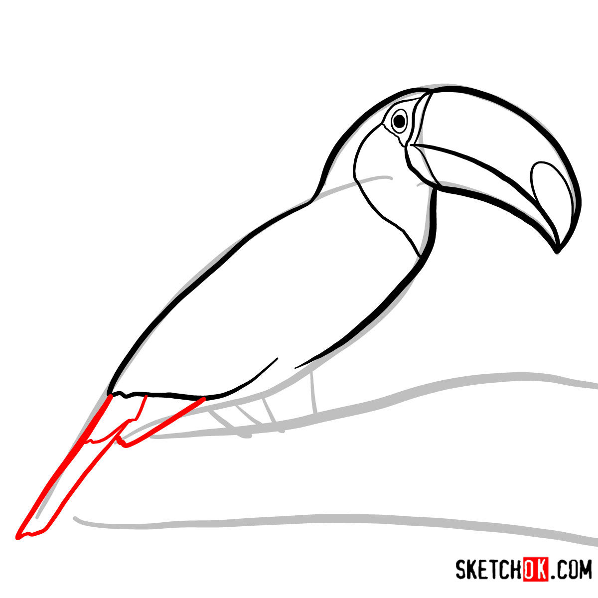 How to draw a Toucan | Birds - step 05
