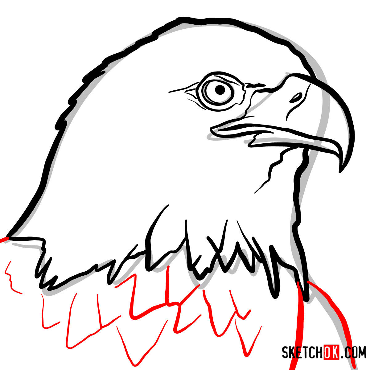 How to draw Bald Eagle's head | Birds - step 06