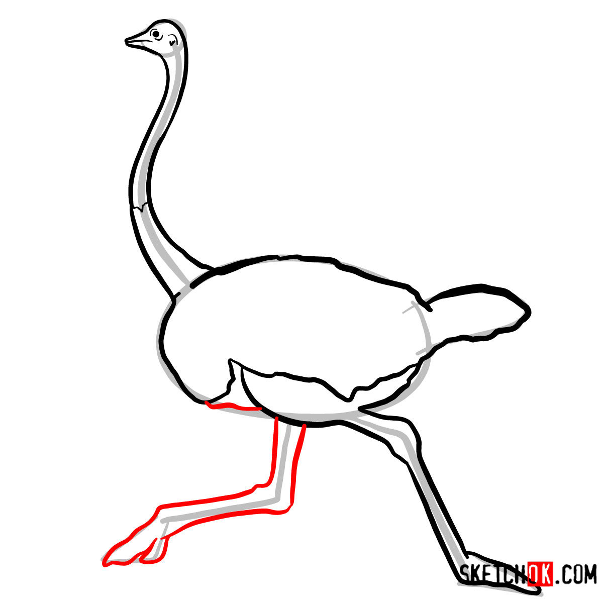 How to draw an Ostrich | Birds - step 07