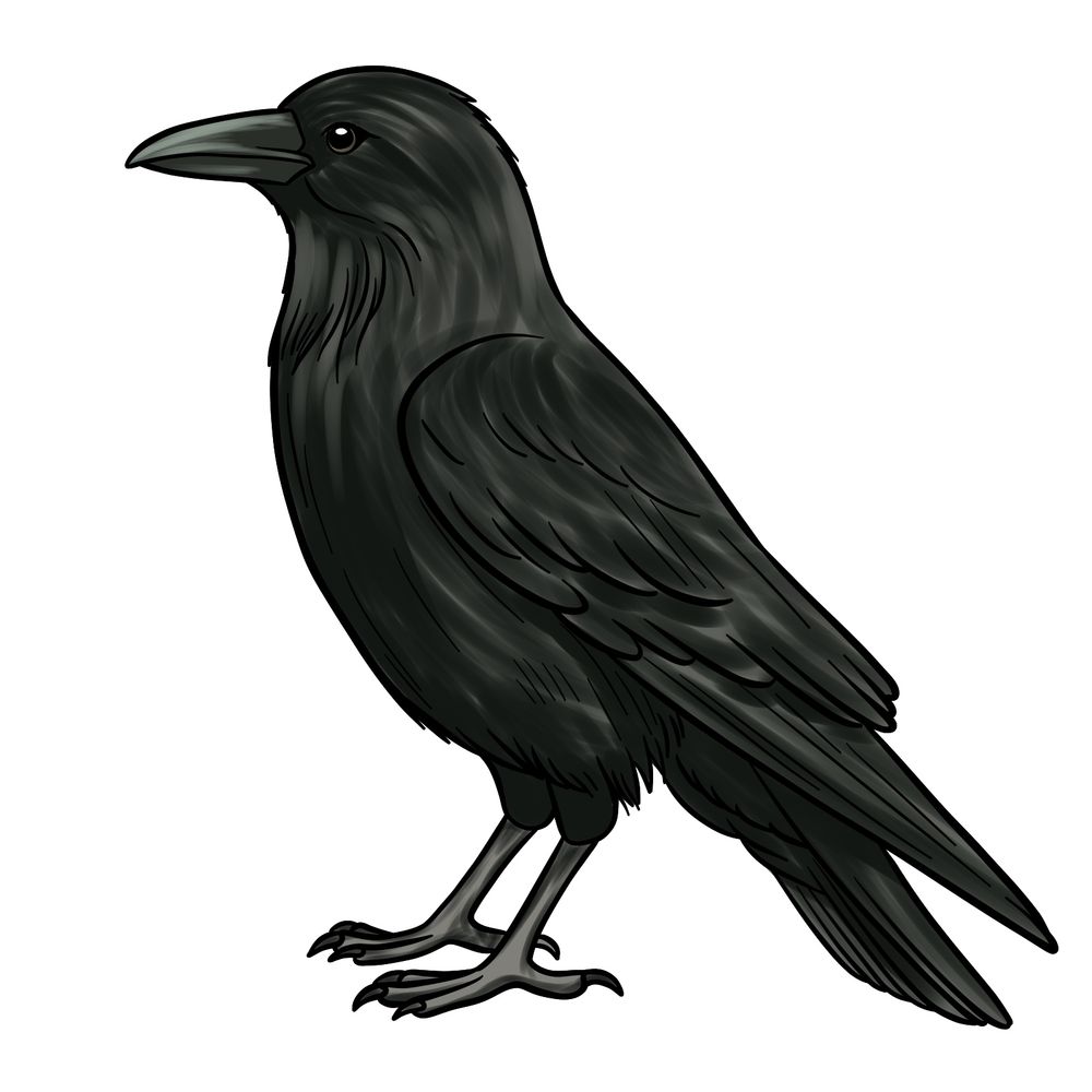 Learn How to Draw a Crow in 16 Easy Steps