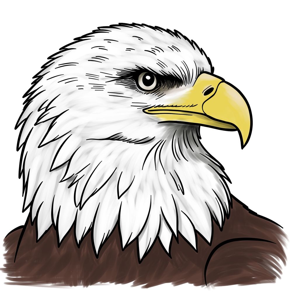 Step-by-Step Guide to Drawing a Bald Eagle’s Head