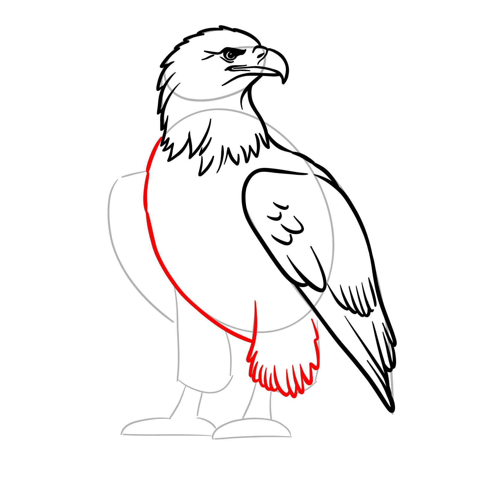 Bald eagle body and upper right leg sketched - step 11