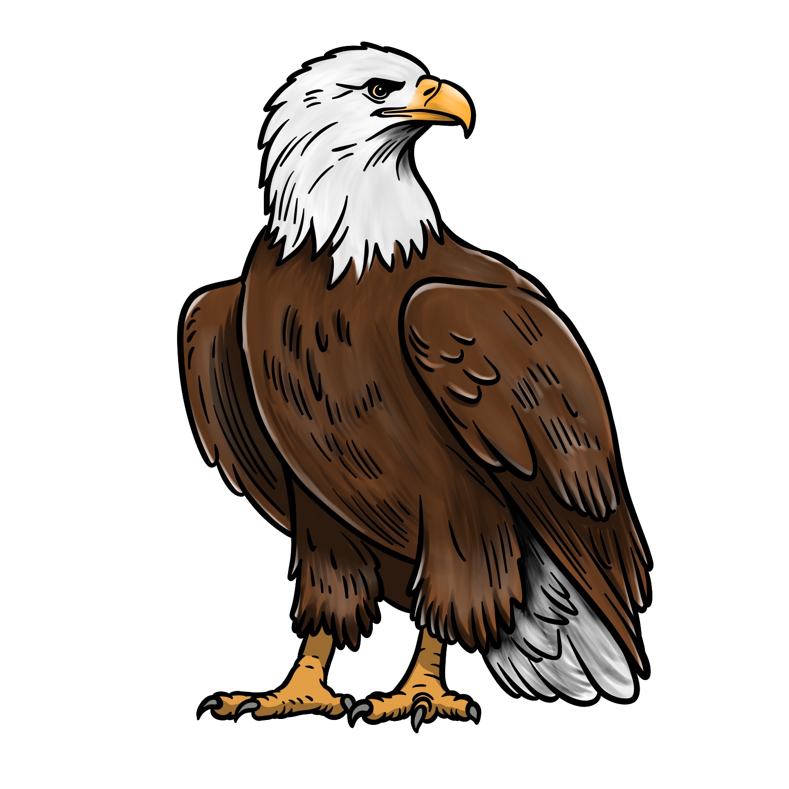 Colored and shaded bald eagle drawing for reference - final step