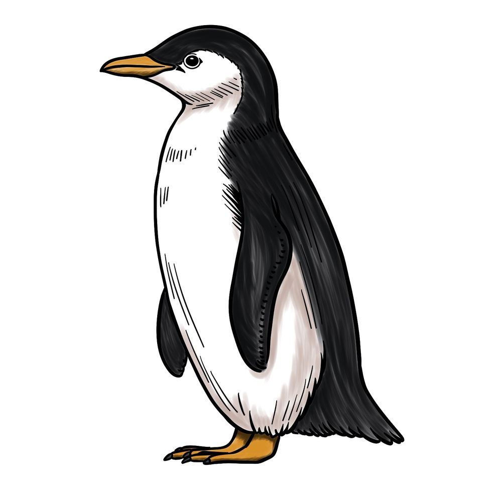 Step-by-Step Tutorial: How to Draw a Penguin Full Body Side View