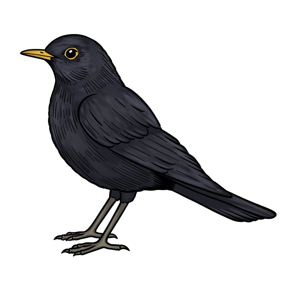 Step-by-Step Instructions on Drawing a Blackbird – Easy Guide