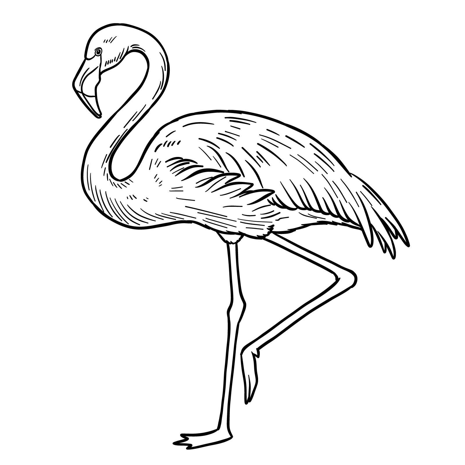 Finalized and refined sketch for flamingo drawing - step 13