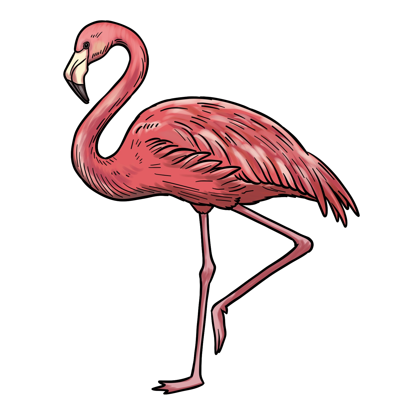 Colored reference for how to draw a flamingo - final step