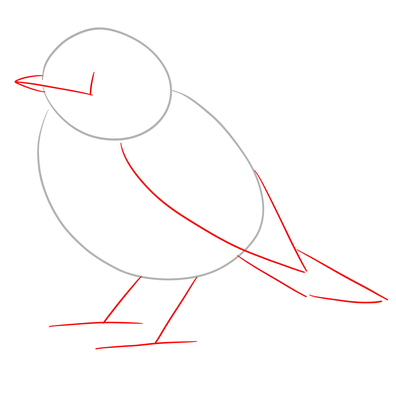 Wing, tail, and beak outlines for how to draw a robin bird - step 02