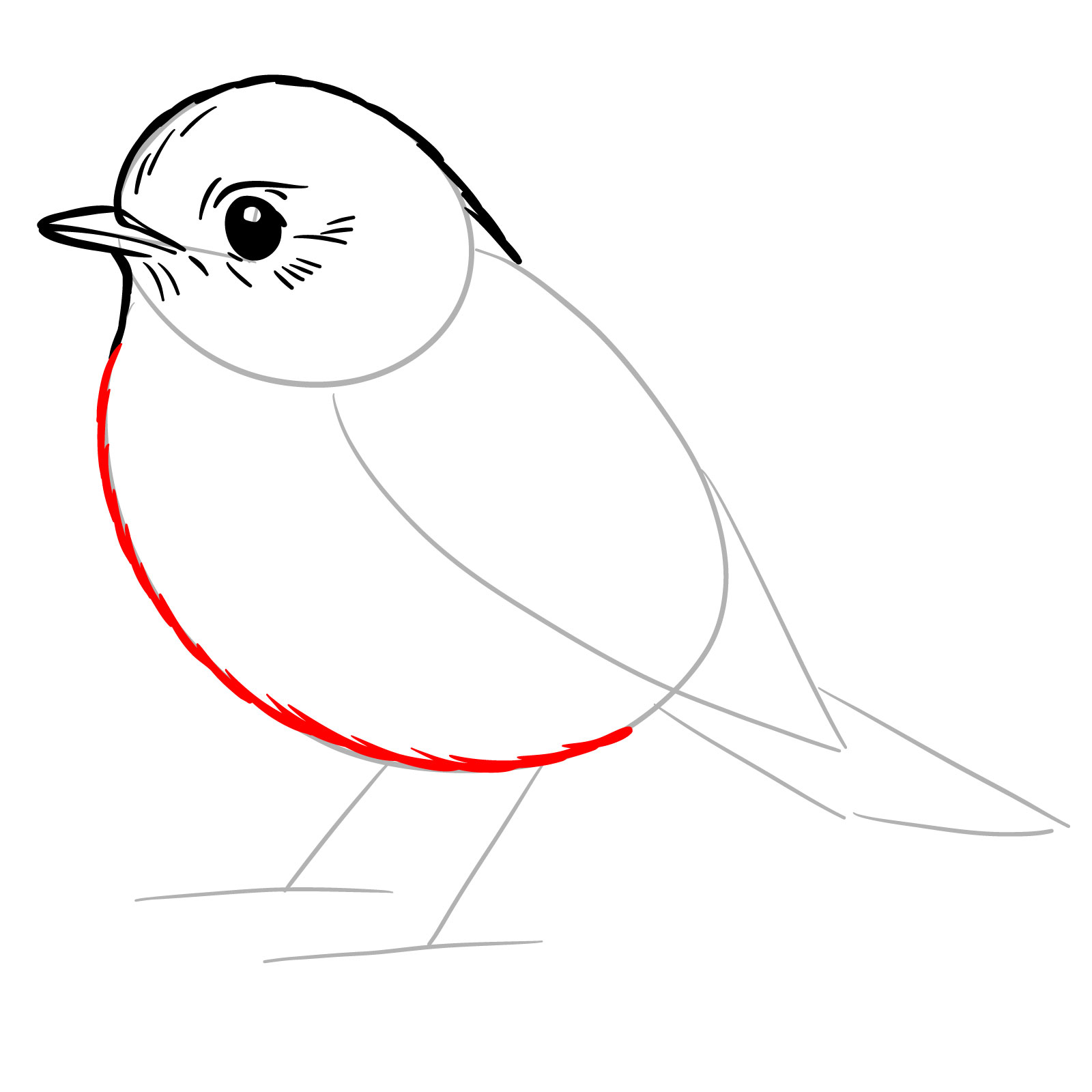 Feathered body and tail outline for robin drawing - step 07