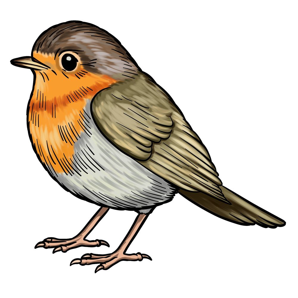 Easy Step-by-Step Tutorial on How to Draw a Robin Bird