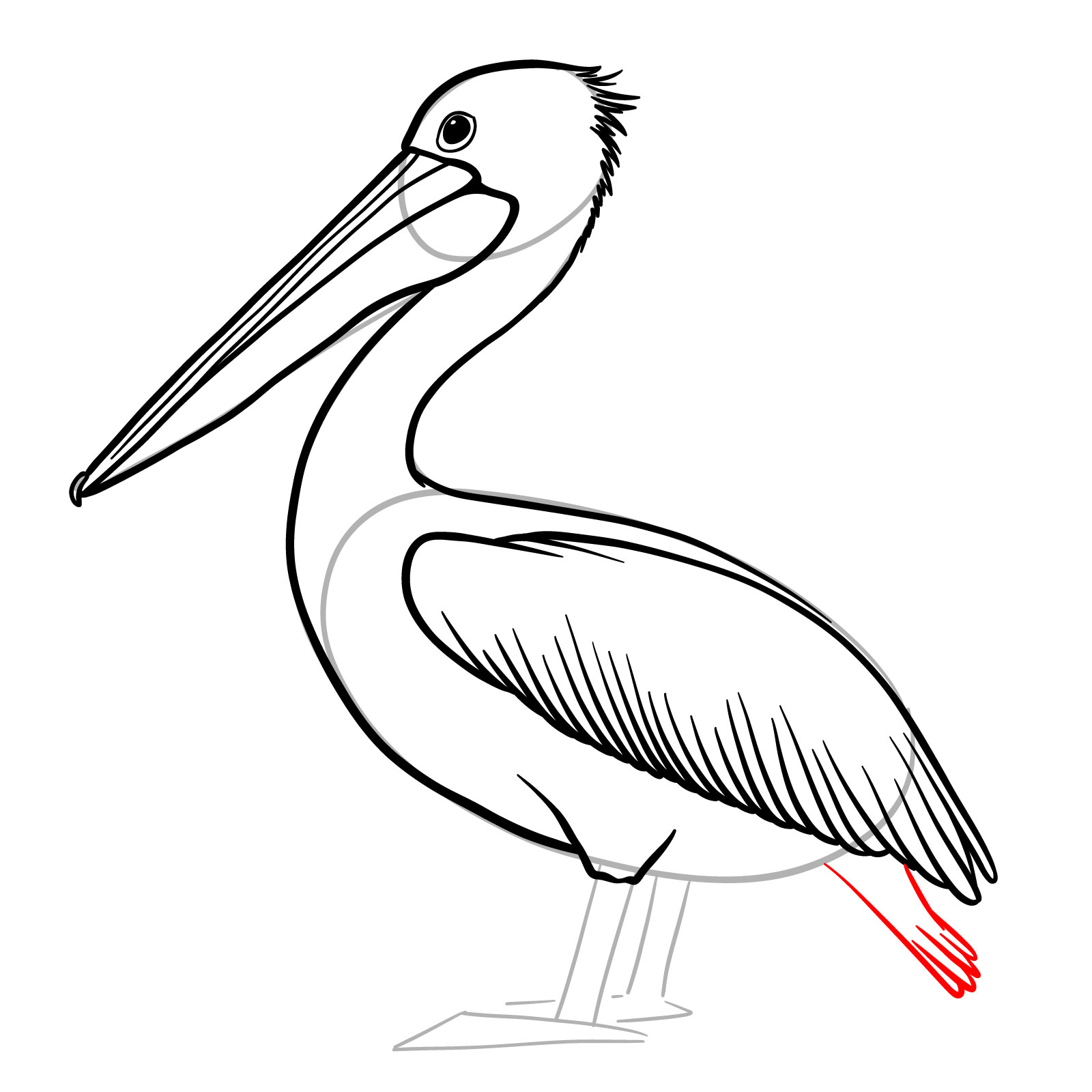 Pelican drawing step 9 - tail feathers under the wing