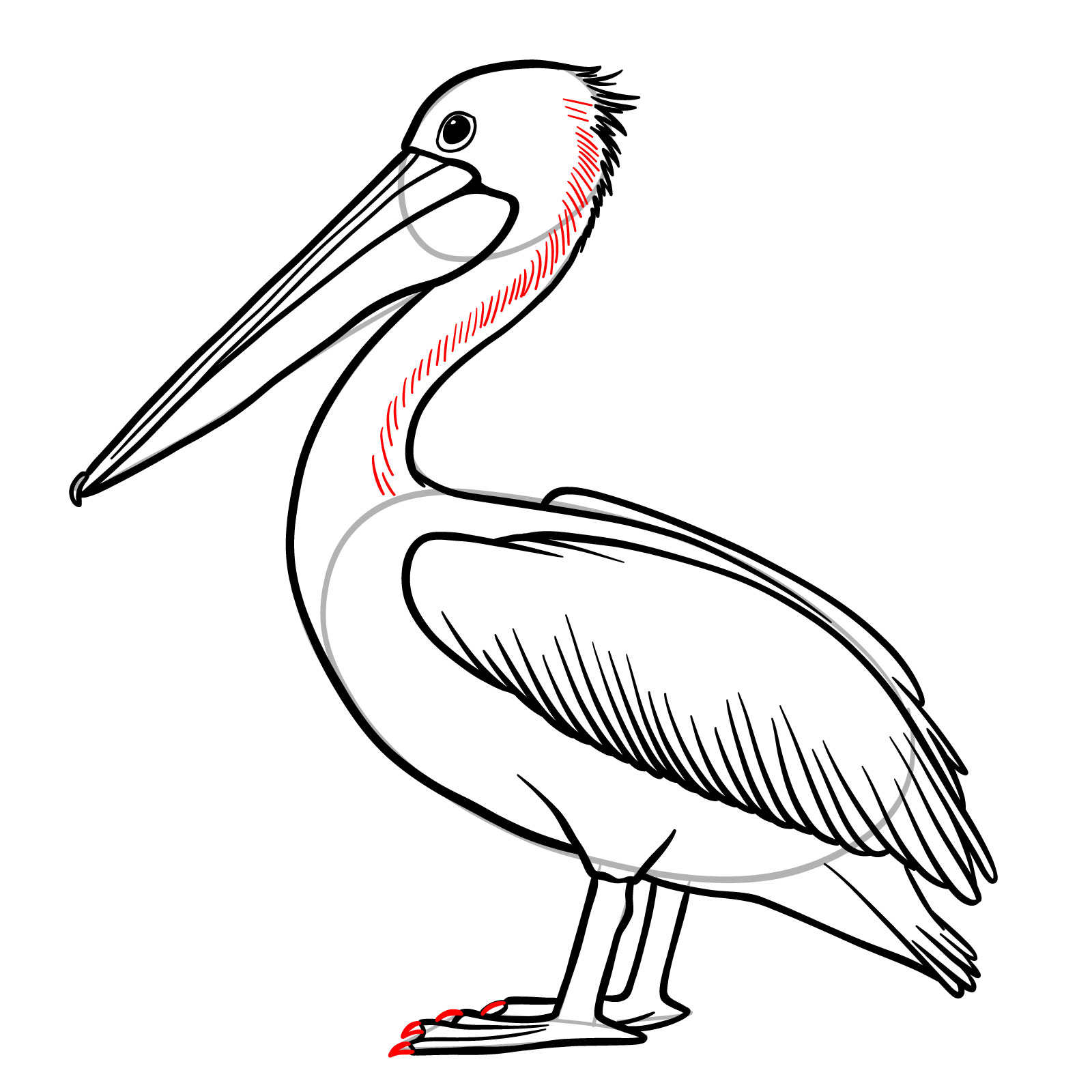 Pelican drawing step 13 - neck feathers detail