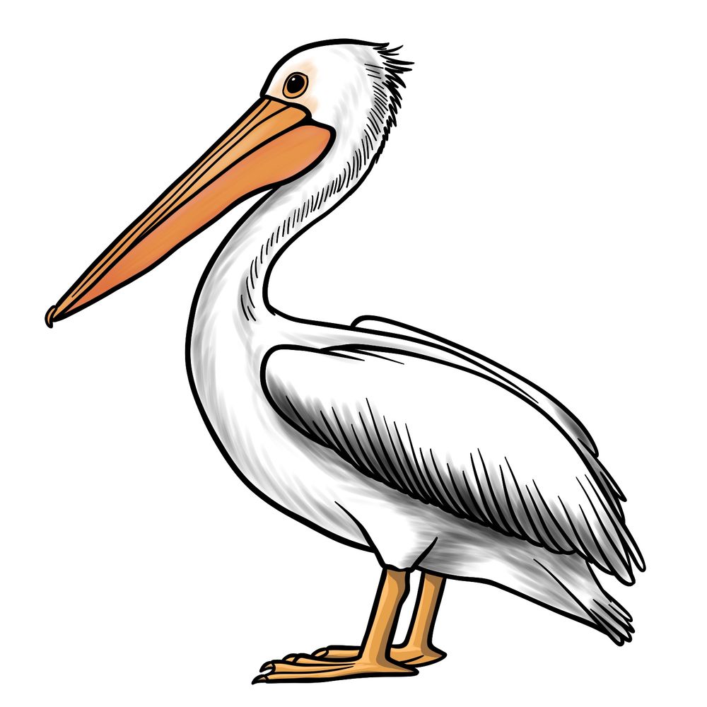 How to Draw a Pelican: Easy Step-by-Step Guide for Beginners