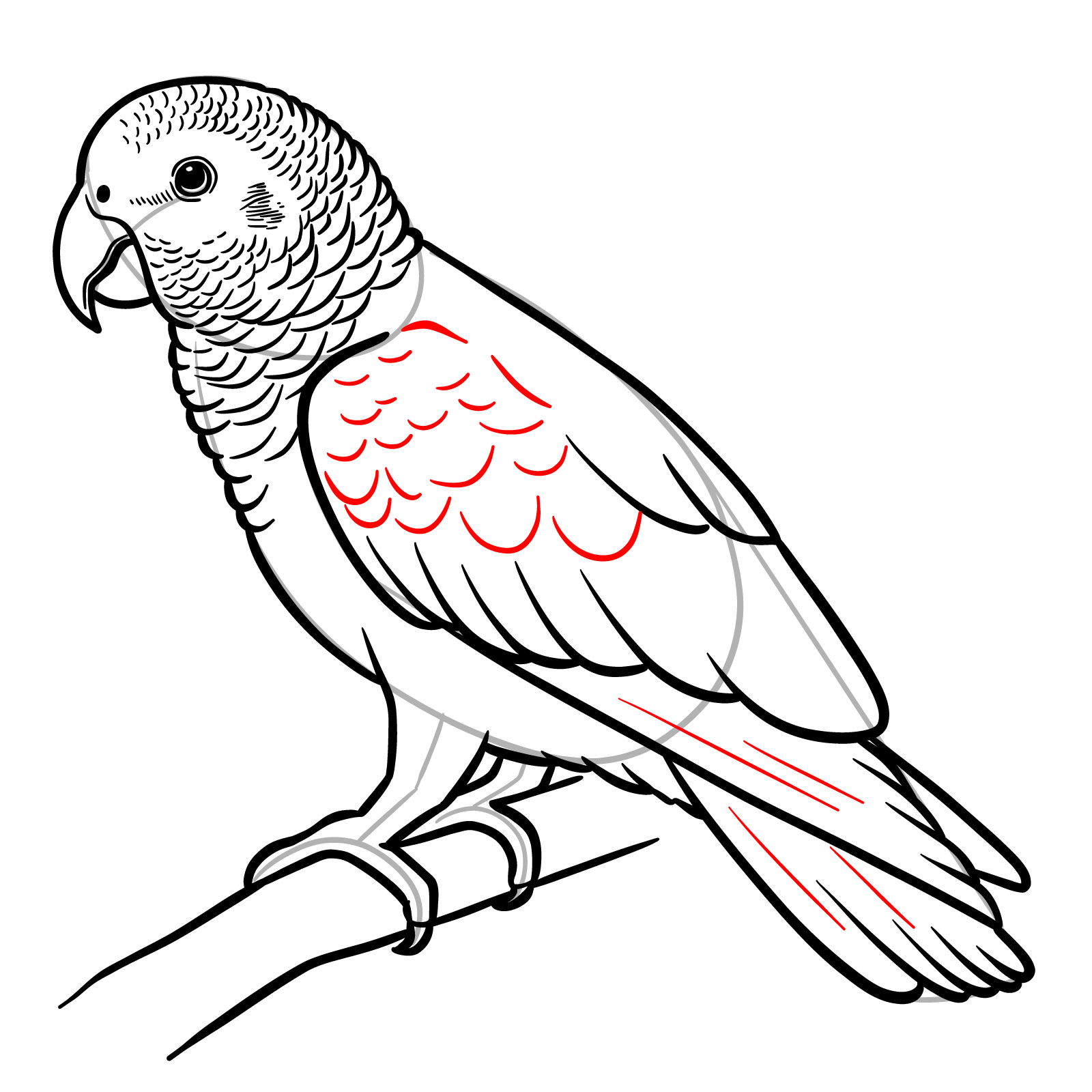 How to draw an African Grey Parrot, step 20, adding finishing feather details on the wings and tail