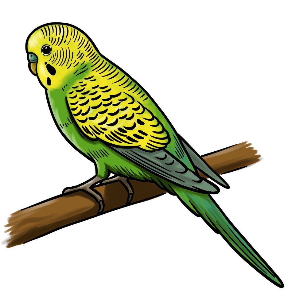 Learn How to Draw a Budgie Easily: Step-by-Step Guide