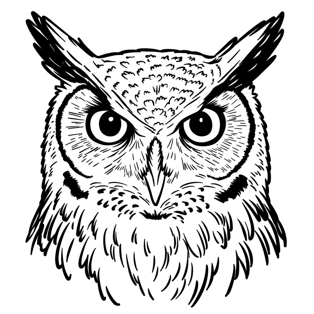 How to Draw an Owl: A Great Horned Owl Head Drawing