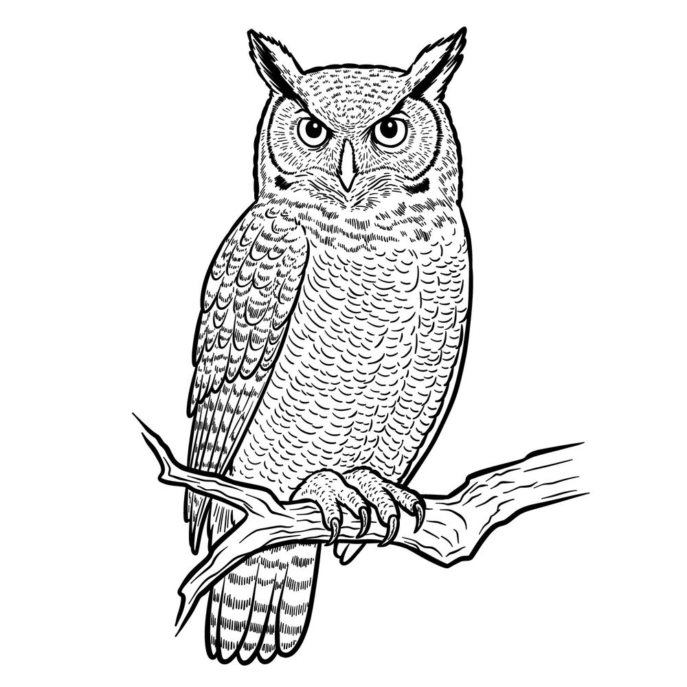 How to Draw a Great Horned Owl Sitting on a Branch: Full Guide