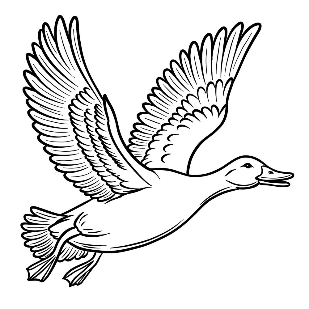 How to Draw a Duck Flying with Spread Wings