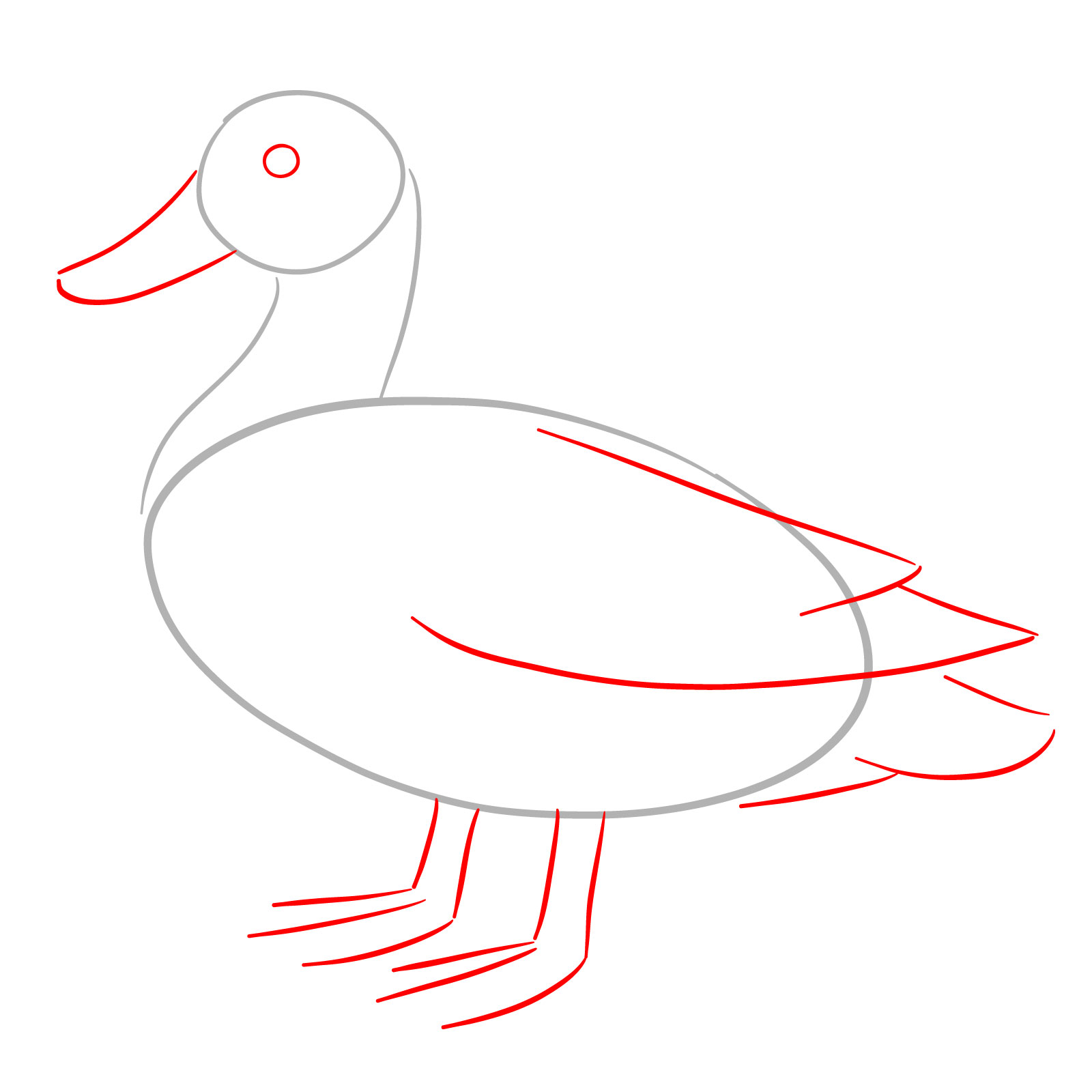 How to Draw a Mallard Duck - step 02
